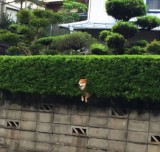 potret-kocak-hewan-saat-terjebak-ini-mau-gamau-harus-minta-bantuan-manusia-untuk-lepas