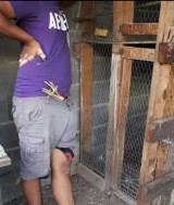 potret-kocak-kadang-ayam-ini-bikin-kita-geleng-kepala