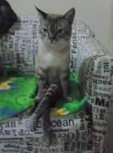 potret-kocak-ketika-hewan-bertingkah-seperti-manusia-ini-auto-geleng-kepala