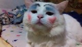potret-kocak-ketika-kucing-dipakai-makeup-oleh-majikan-ini-bikin-ngakak