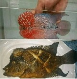 potret-kocak-ketika-makan-ikan-ini-bikin-ketawa-ngakak