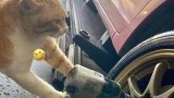 potret-kocak-kucing-saat-bertingkah-jadi-mekanik-ini-bikin-gemesin