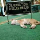 potret-kocak-kucing-yang-jadi-tersangka-ini-bikin-ngakak