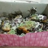 potret-kocak-olahan-pisang-goreng-nyeleneh-ala-orang-indonesia-ini-bikin-geleng-kepala