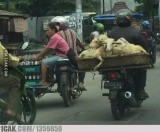 potret-kocak-orang-bawa-barang-ini-kelewat-absurd