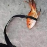 potret-kocak-orang-dalam-memelihara-ikan-yang-bikin-geleng-geleng-kepala