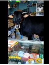 potret-kocak-saat-hewan-datang-ke-warung-ini-dan-tempat-makan-ini-bikin-kaget-tepuk-jidat