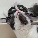 potret-kocak-saat-kucing-di-depan-cermin-ini-bikin-gemesin