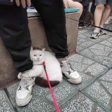 potret-kocak-saat-kucing-nempel-dengan-manusia-ini-gemesin-banget