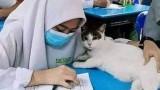 potret-kucing-ikut-belajar-di-sekolah-ini-kocak-banget
