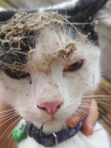 potret-kucing-terperangkap-sarang-laba-laba-ini-ekspresinya-kocak-banget
