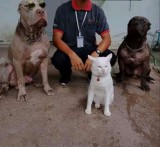 potret-kucing-yang-merasa-anjing-bulldog-ini-bikin-senyum-tipis