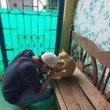 potret-lebaran-ala-kucing-yang-bikin-gemesin-dan-senyum-senyum