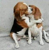 potret-manis-hewan-di-bawah-ini-bisa-bikin-jomblo-kena-mental