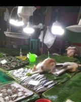 potret-nyeleneh-barang-jualan-di-pasar-ini-bikin-kucek-mata