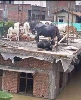 potret-penyelamatan-hewan-yang-inspiratif-dan-bikin-cengar-cengir-sendiri