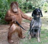 potret-persahabatan-orangutan-dengan-anjing-ini-bener-bener-bestie-banget