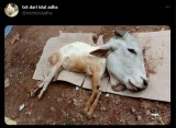 status-kocak-saat-pamer-hewan-kurban-ini-captionnya-bikin-ngakak