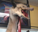 sulit-dipercaya-3-barang-ini-dijual-online-daannn-ada-yang-beli