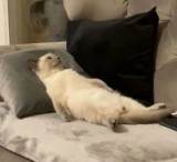 ternyata-kucing-bisa-juga-overthinking-ini-potret-kocaknya