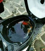 tingkah-nyeleneh-orang-pelihara-ikan-ini-secara-gak-wajar-ini-bikin-tepuk-jidat