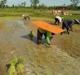 tipe-tipe-orang-saat-membajak-sawah