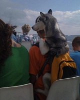 tipuan-gendong-anjing-kesayangan