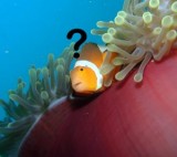 uniknya-ikan-ini-kelihatan-susah-nafas-dalam-air